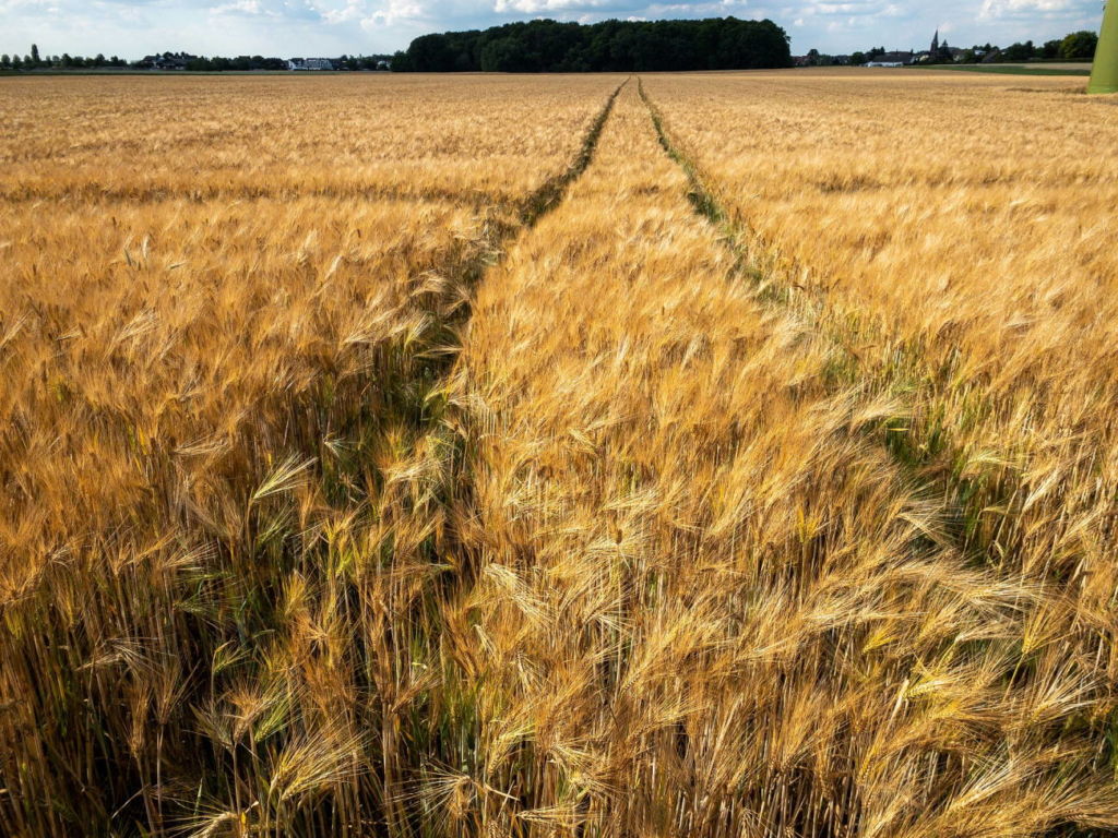 Zöliakie Spurenkennzeichnung - Getreidefeld