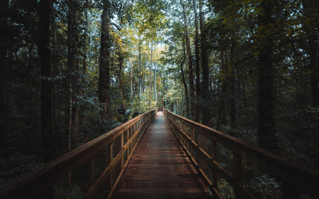 Holzbrücke durch den Wald